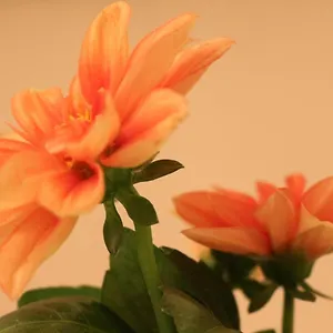 https://haus-mandarina.primorje-gorskikotar.com